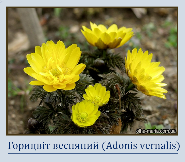 Горицвіт весняний (Adonis vernalis)