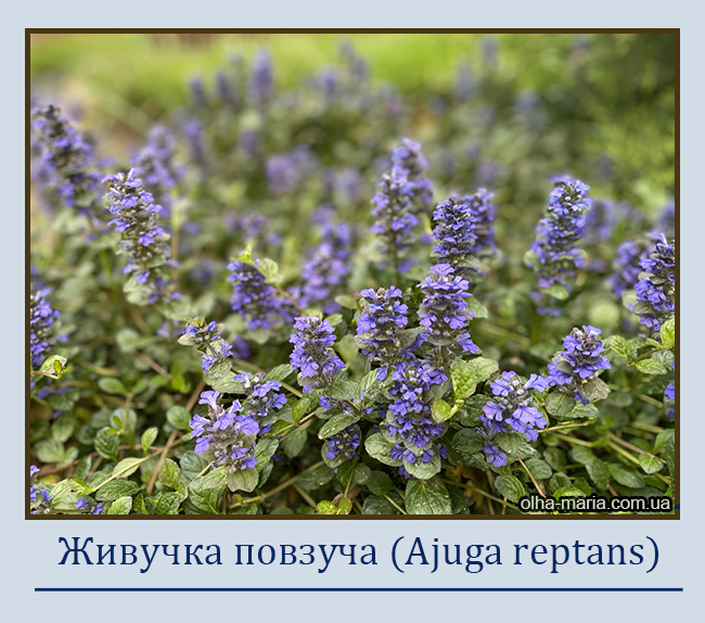 Живучка повзуча (Ajuga rеptans)