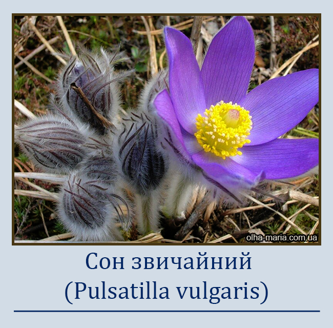 Сон звичайний (Pulsatilla patens; Anemone pulsatilla L.)