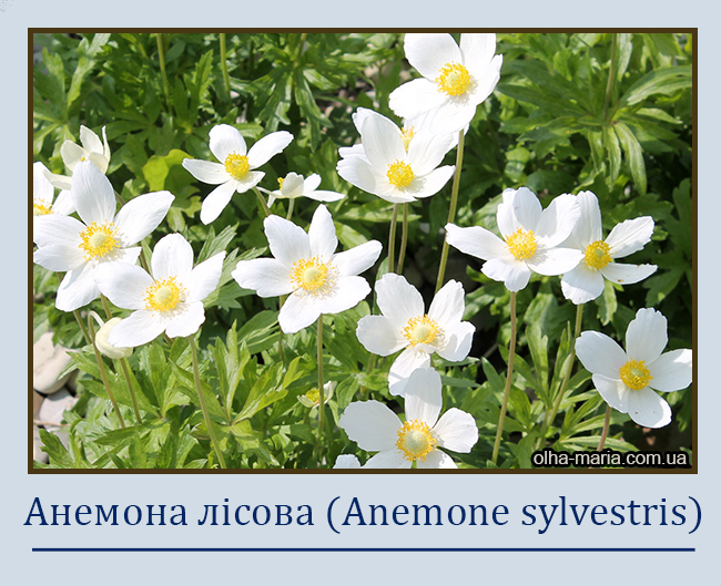 Анемона лісова (Anemone sylvestris)