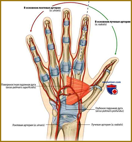 Артерії та вени долоні людини картинка