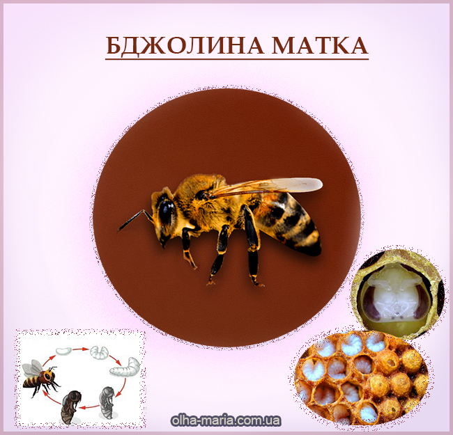 Бджолина матка (картинка, зображення)