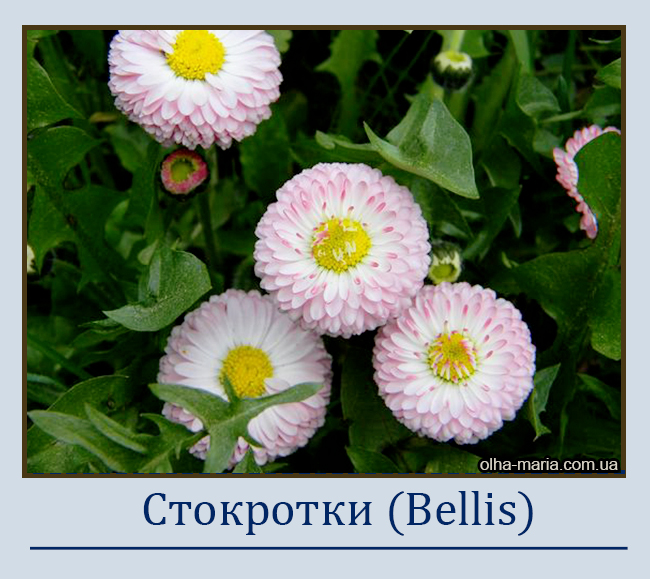 Стокротки (Bellis)