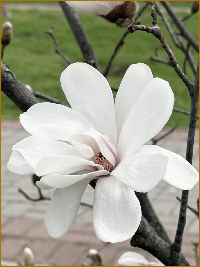 Біла магнолія. Квітка білої магнолії крупним планом