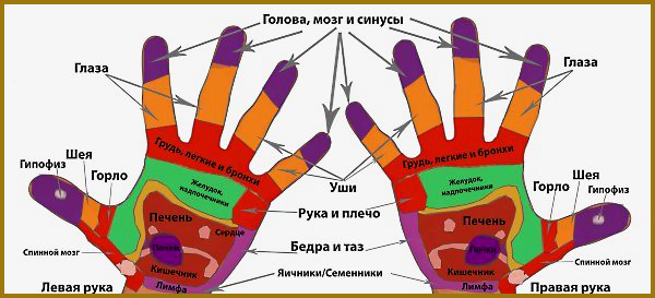 Біологічно активні точки на кисті зобра
