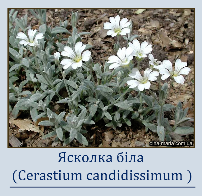 Ясколка біла (Cerastium candidissimum)