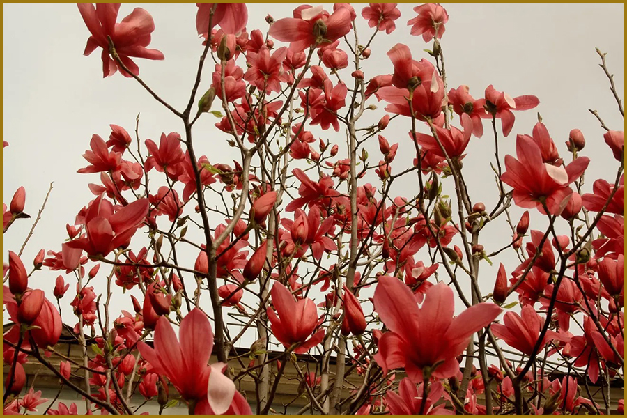Чарівна червона магнолія.