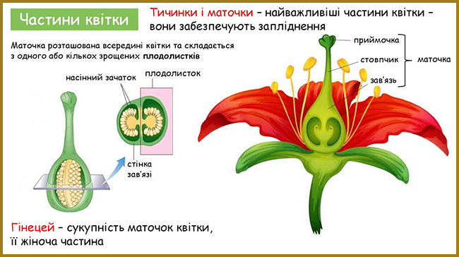 Частини квітки. Гінецей (картинка, зображення)