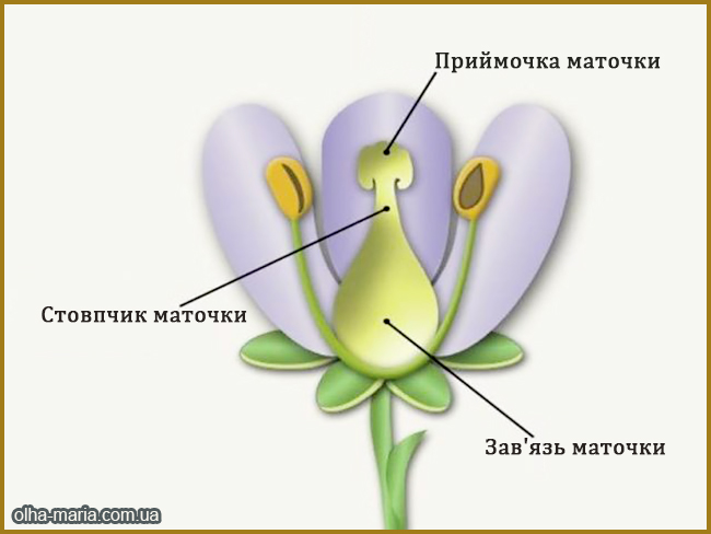 Квітка. Будова квітки. Маточка