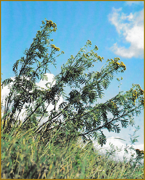  Пижмо звичайне (Tanacetum vulgare L.) Протипоказання