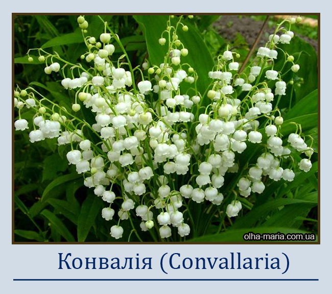 Конвалія (Convallaria)