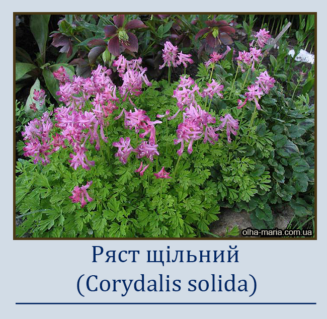 Ряст щільний (Corydalis solida)