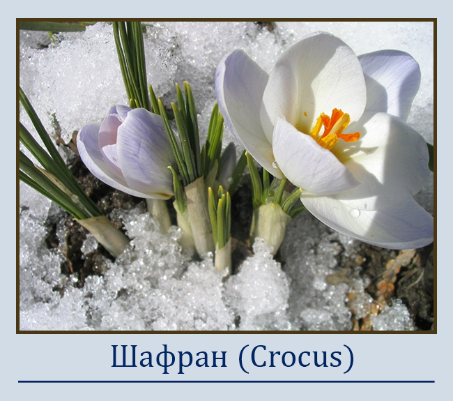 Шафран (Crocus)