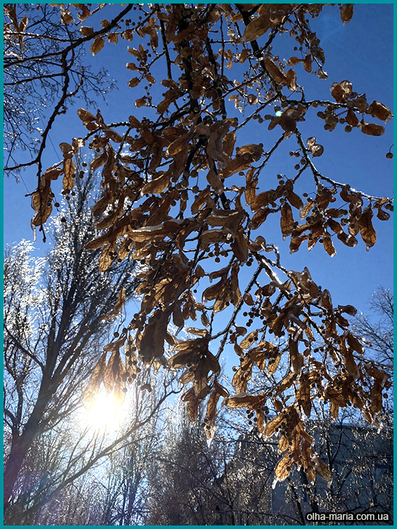 Дерево ЛИПА. Зимові фото