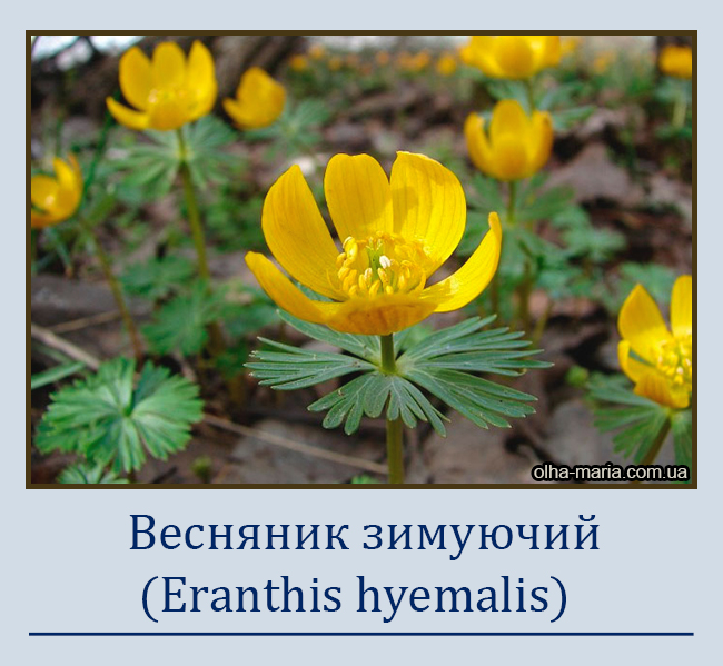 Весняник зимуючий (Eranthis hyemalis Salisb)