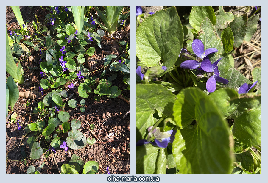 Фіалка лісова (Viola reichenbachiana) фото, картинка, зображення