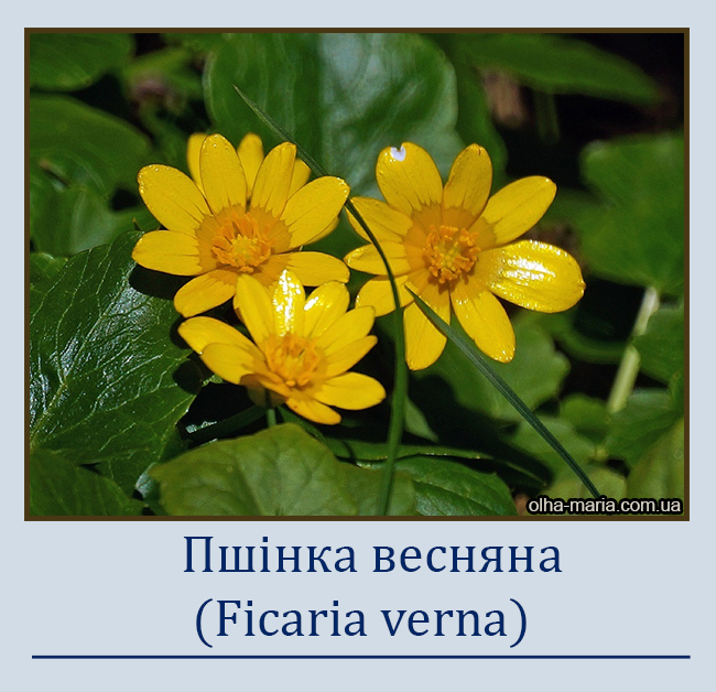 Пшінка весняна (Ficaria verna)