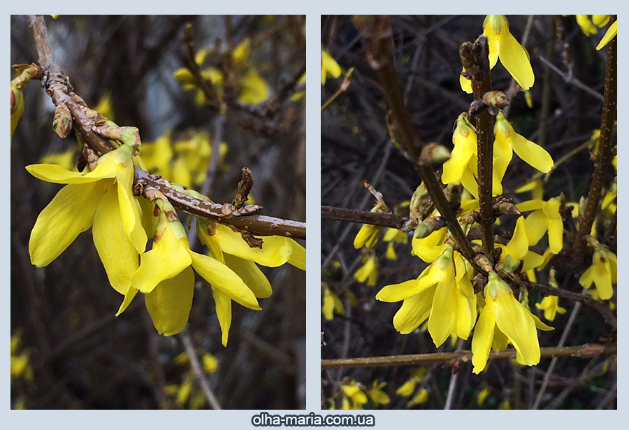 Форзиція (Forsythia) кущ фото