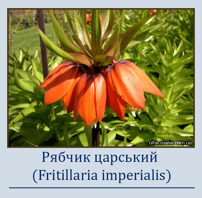 Рябчик царський (Fritillaria imperialis)