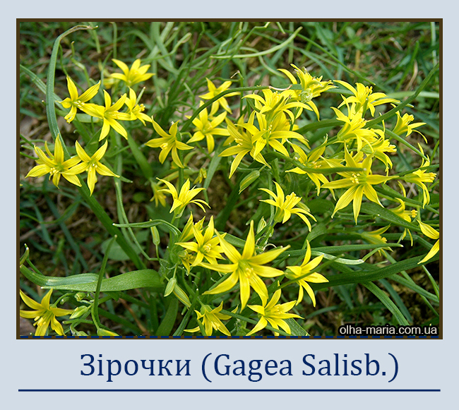 Зірочки (Gagea Salisb.)