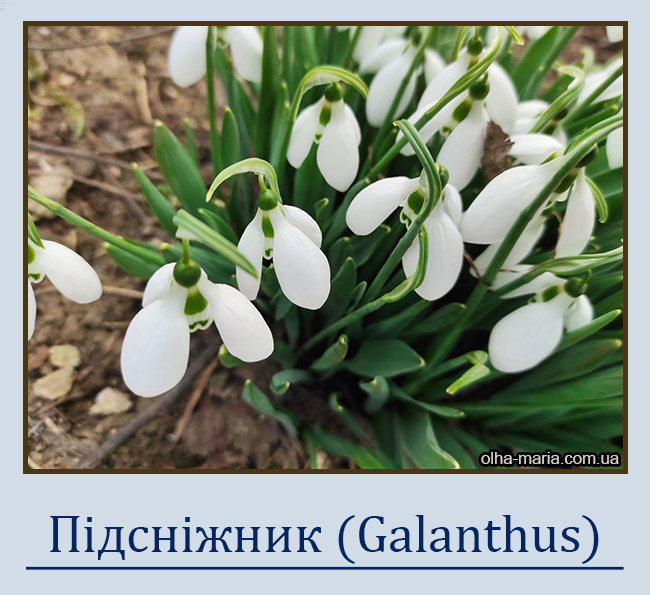 Підсніжник (Galanthus)