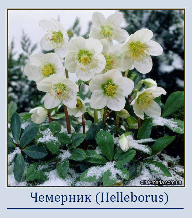 Чемерник (Helleborus)