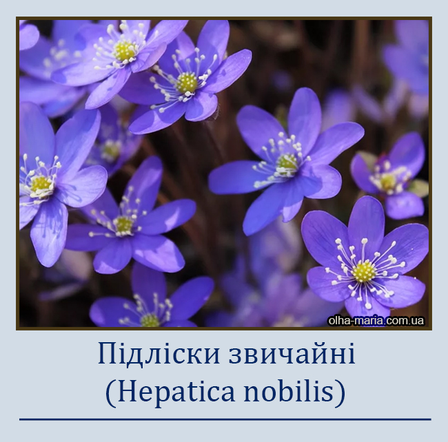 Підліски звичайні (Hepatica nobilis)