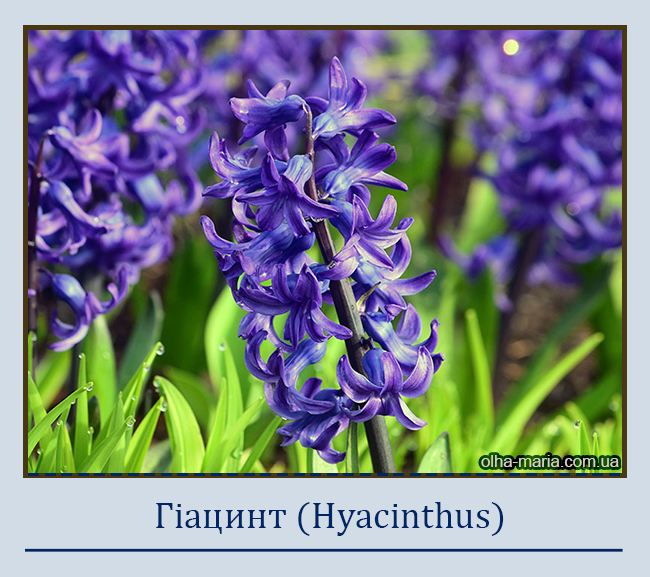 Гіацинт (Hyacinthus)