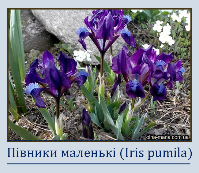 Півники маленькі (Iris pumila)