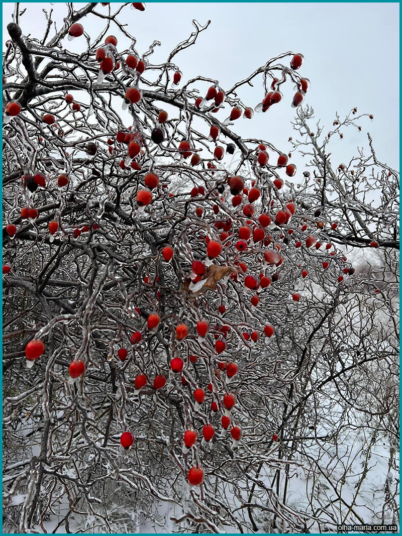 кущ шипшини фото (фотографія, картинка)