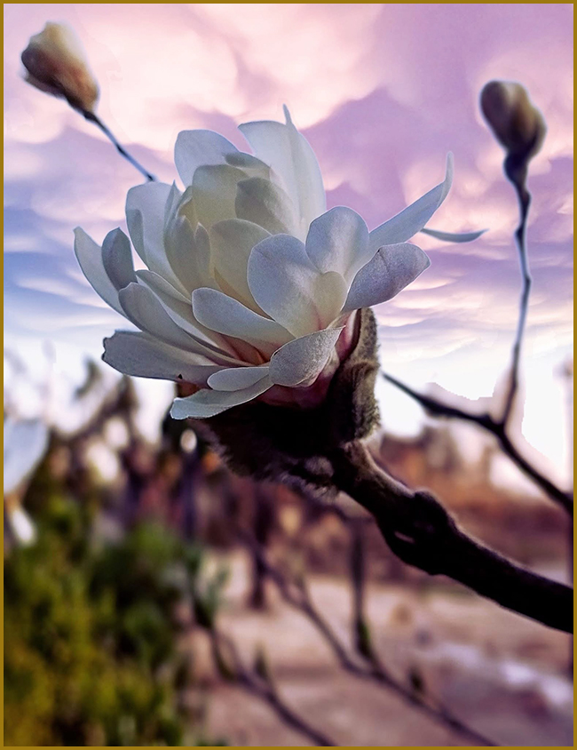 Квітуча магнолія (Magnolia). Ніжне цвітіння білої магнолії весною.