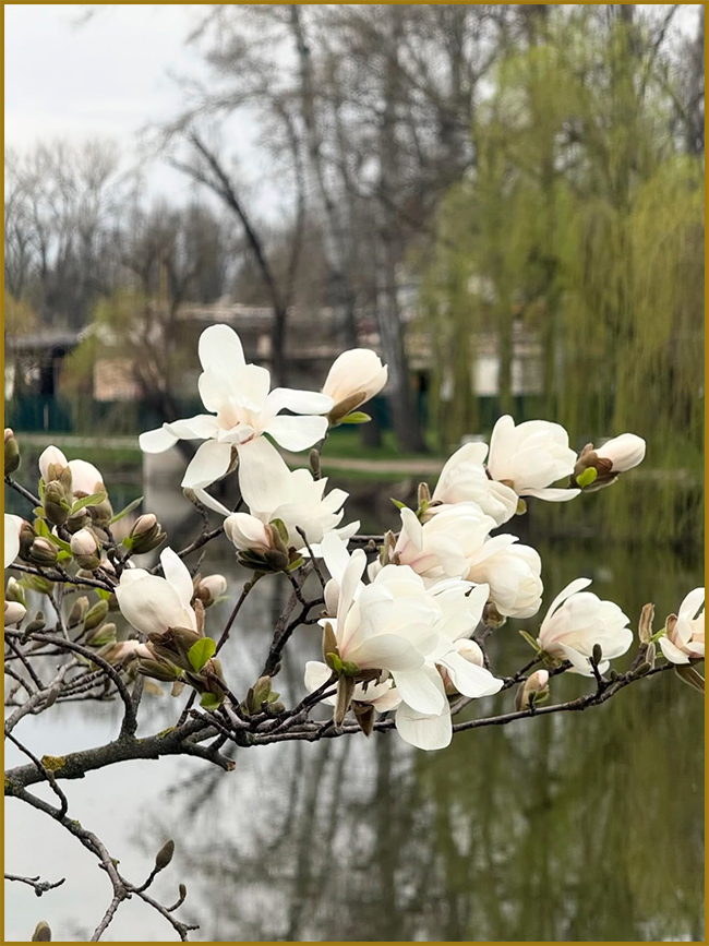 Квіти магнолії на гілці ранньою весною.