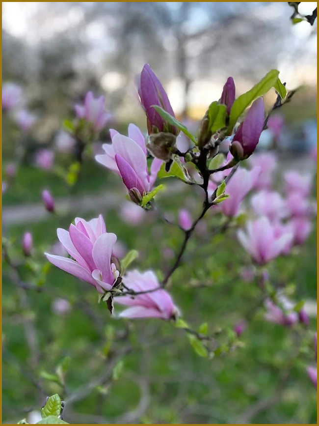 Квіти рожевої магнолії фото