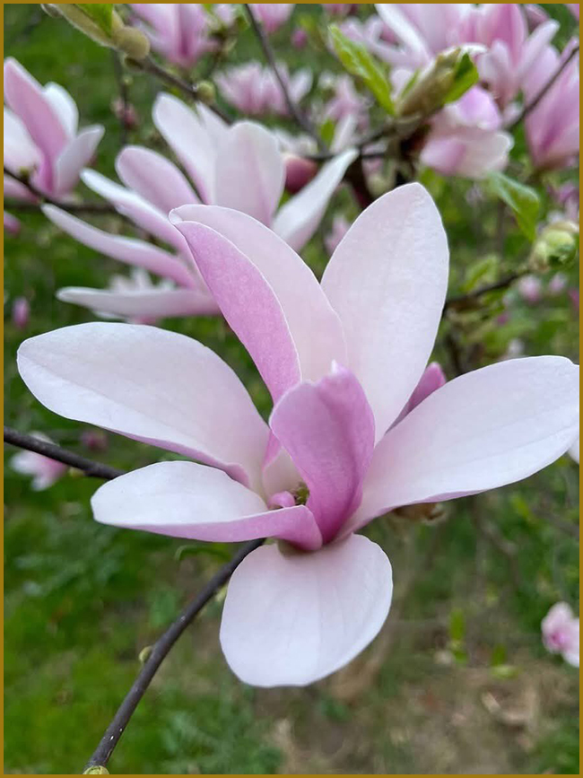 Квіти рожевої магнолії (magnolia).