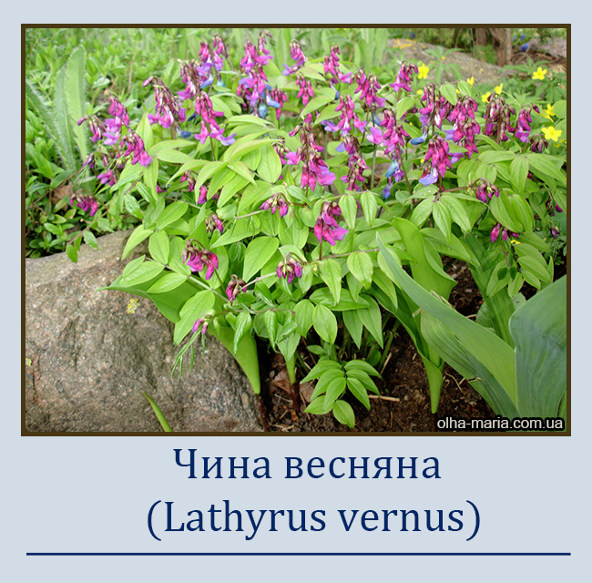 Чина весняна або Горошок весняний (Lathyrus vernus)