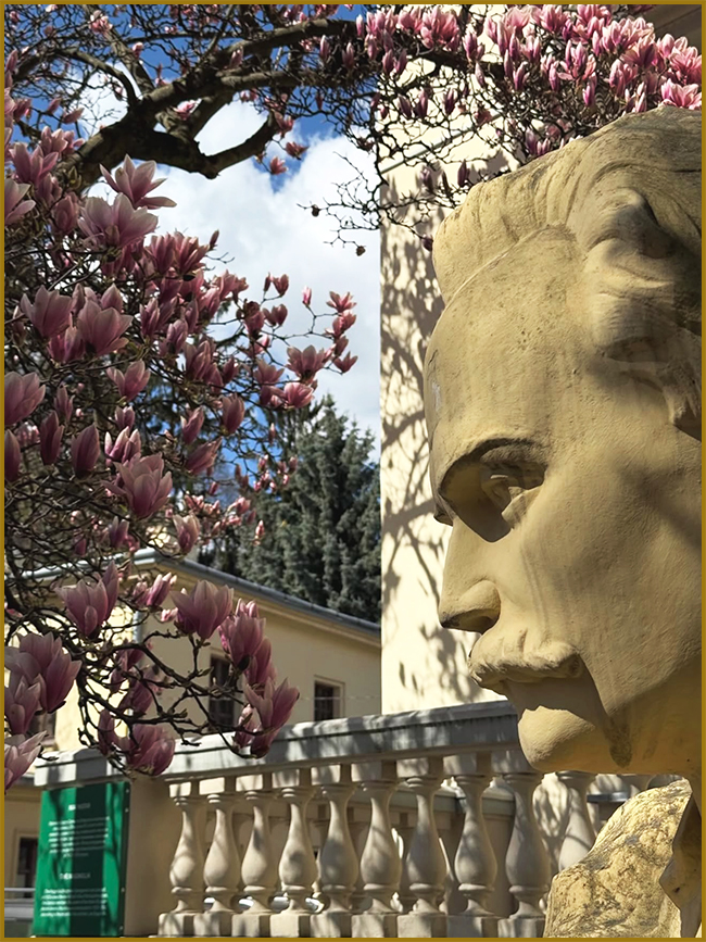 Магнолія в ландшафтному дизайні