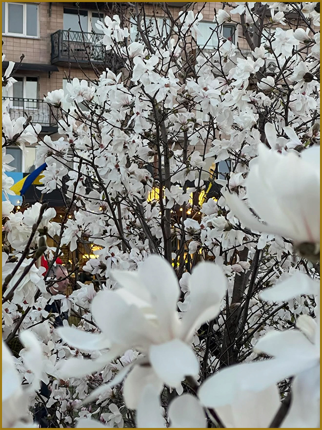 Біла магнолія (magnolia) фото. Квітуче дерево магнолії біля будинку.