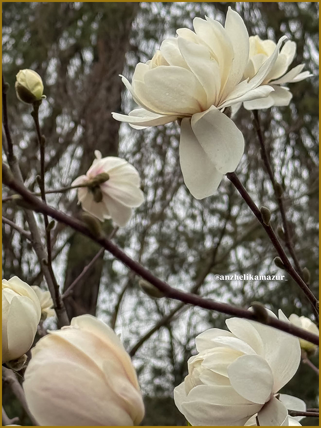Цвітіння magnolia. Фото ошатних квітів магнолії.