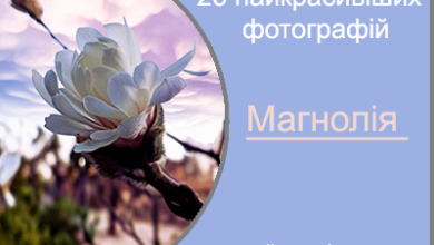 Магнолія (Magnolia). 26 найкрасивіших фотографій