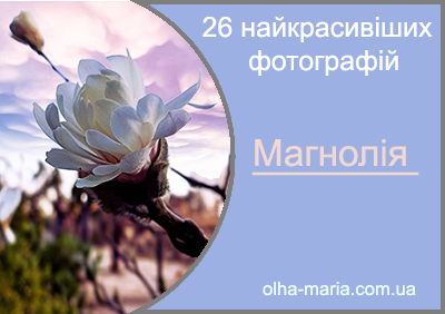 Магнолія (Magnolia). 26 найкрасивіших фотографій
