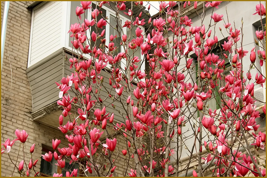 Магнолія (Magnolia) дерево. Яскраво-рожева магнолія в ландшафтному дизайні.