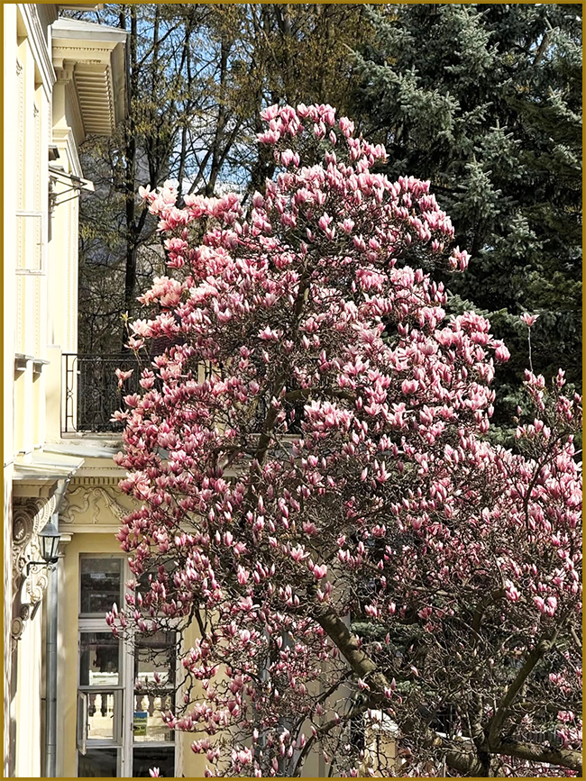Магнолія дерево. Magnolia в ландшафтному дизайні.