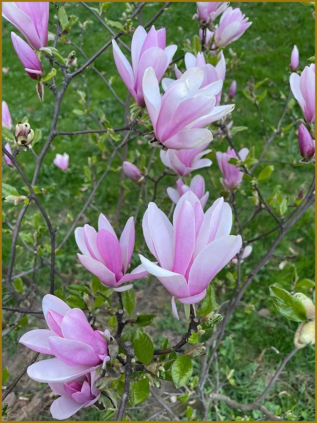 Магнолії квітнуть. Ніжно-рожева магнолія у саду (фото).