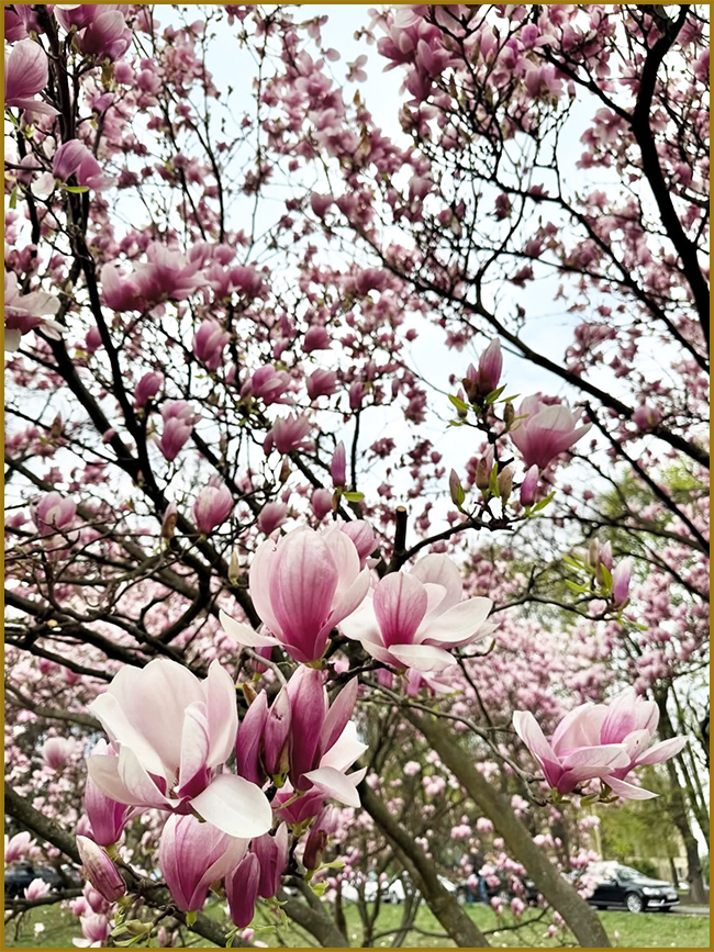 Магнолії. Magnolias photo. Присадибна ділянка з великим деревом рожевої магнолії.