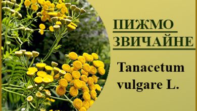 Лікарські рослини України.Пижмо звичайне