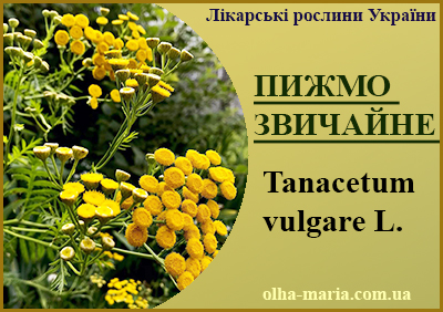 Лікарські рослини України.Пижмо звичайне