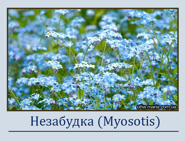 Незабудка (Myosotis)