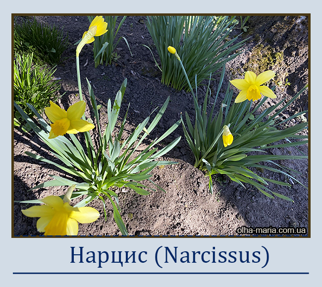 Нарцис (Narcissus)