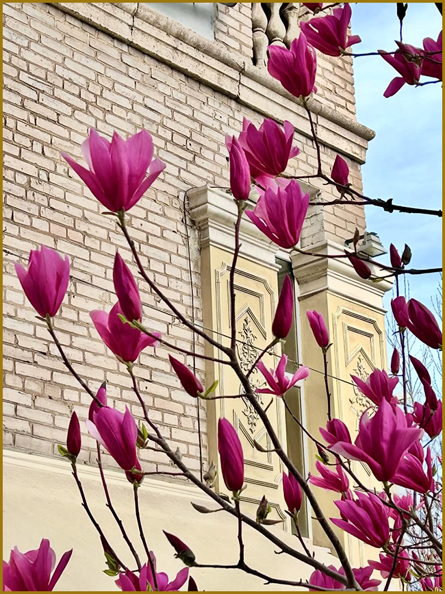 Найкращі професійні фото магнолій