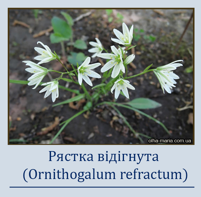 Рястка відігнута (Ornithogalum refractum)